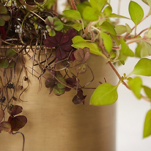 Terrain Habit & Form cylinder pot drum planter indoor houseplant pot brass gold - Picture 3 of 12